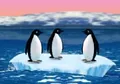 Pingüinos - Turbochargued Penguins!